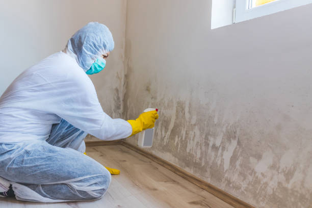 Licensed Attic Mold Remediation service in Katy, TX - Car Mold Remediation